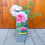 Pivónia drevitá (Paeonia suffruticosa) ‘YIN HONG QIAO DUI’– výška 30–40 cm, kont. C2L